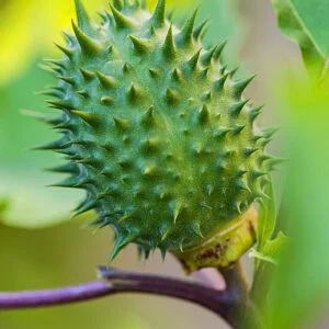 Dhattura - Dhattura Stramonium