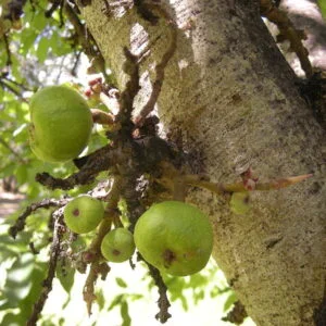 Udumbara - Ficus racemosa