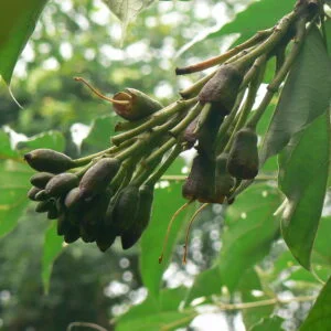 Syonaka (sona patha) -