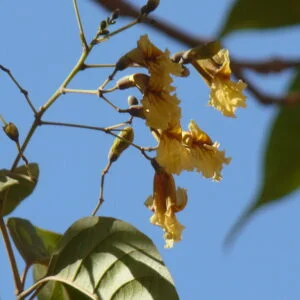 Patala - Stereosprmum chelonoies 