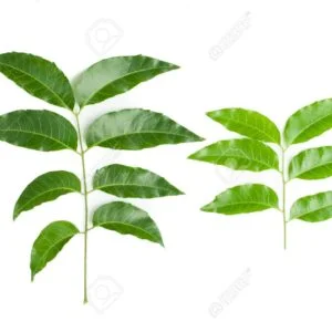 NEEM (MARGOSA)