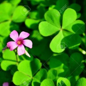 Cangeri - Oxalis corniculata