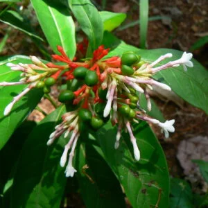 Sarpagandha - Rauwolfia serpentina
