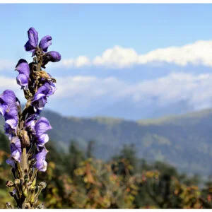 Vatsanabhi -   Aconitum ferox