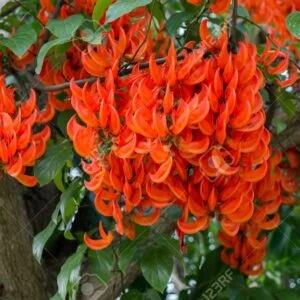 Palasa - Butea monosperma