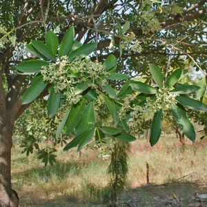 Sapta parna - Alstonia scholaris 