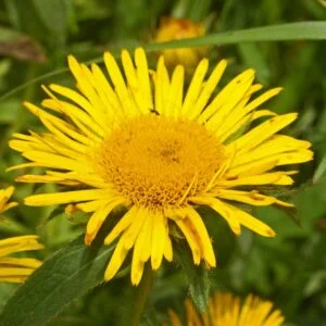 Puskaramula - Inula racemosa