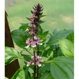 Tulasi - Ocimum sanctum