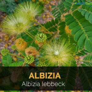 Sirisa - Albizia lebbek