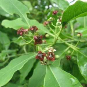 Candana - Santalum album