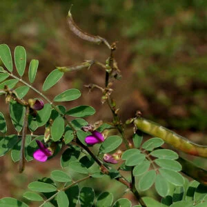 Sara punkha - Tephrosia purpurea