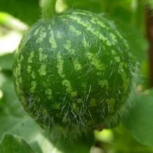 Indravaruni - Citrullus colocynthis