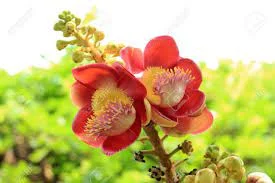 Sala - Shorea robusta