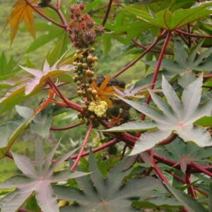 Eranda - Ricinus communis