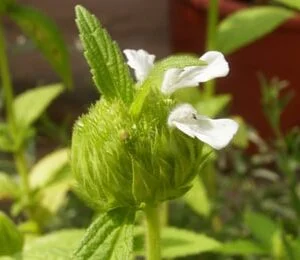 Drona puspi - Leucas cephalotus