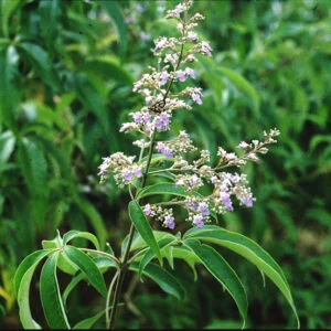 Nirgundi - Vitex negundo