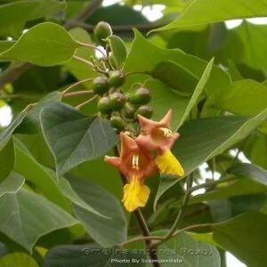 Gambhari -Gmelina arbora / G. ardiria