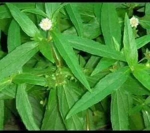 Bhrngaraja - Eclipta alba