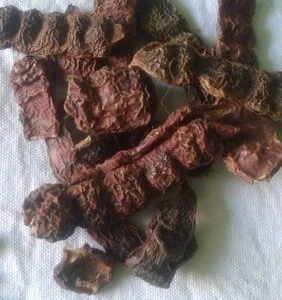 SHIKAKAI (ACACIA CONCINNA)