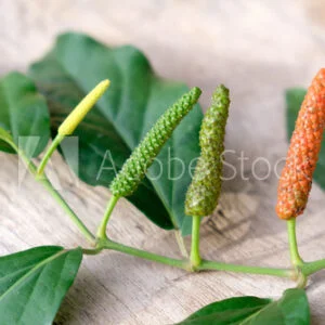 Pippali - Piper longum