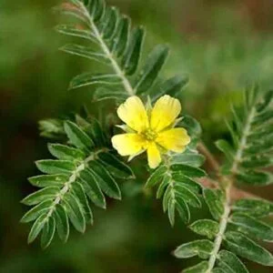 Goksura - Tribulus terrestris