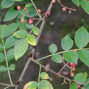 Tejohva - Zanthoxylum alatum