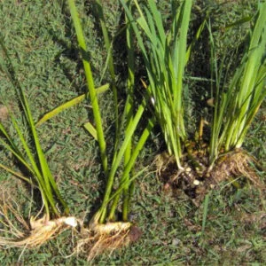 Vacha - Acorus calamus