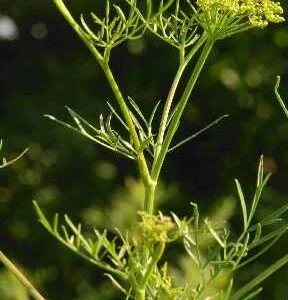 Hingu - Ferula northax (F. foetida )