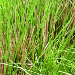 Usira - Andropogon muricatus